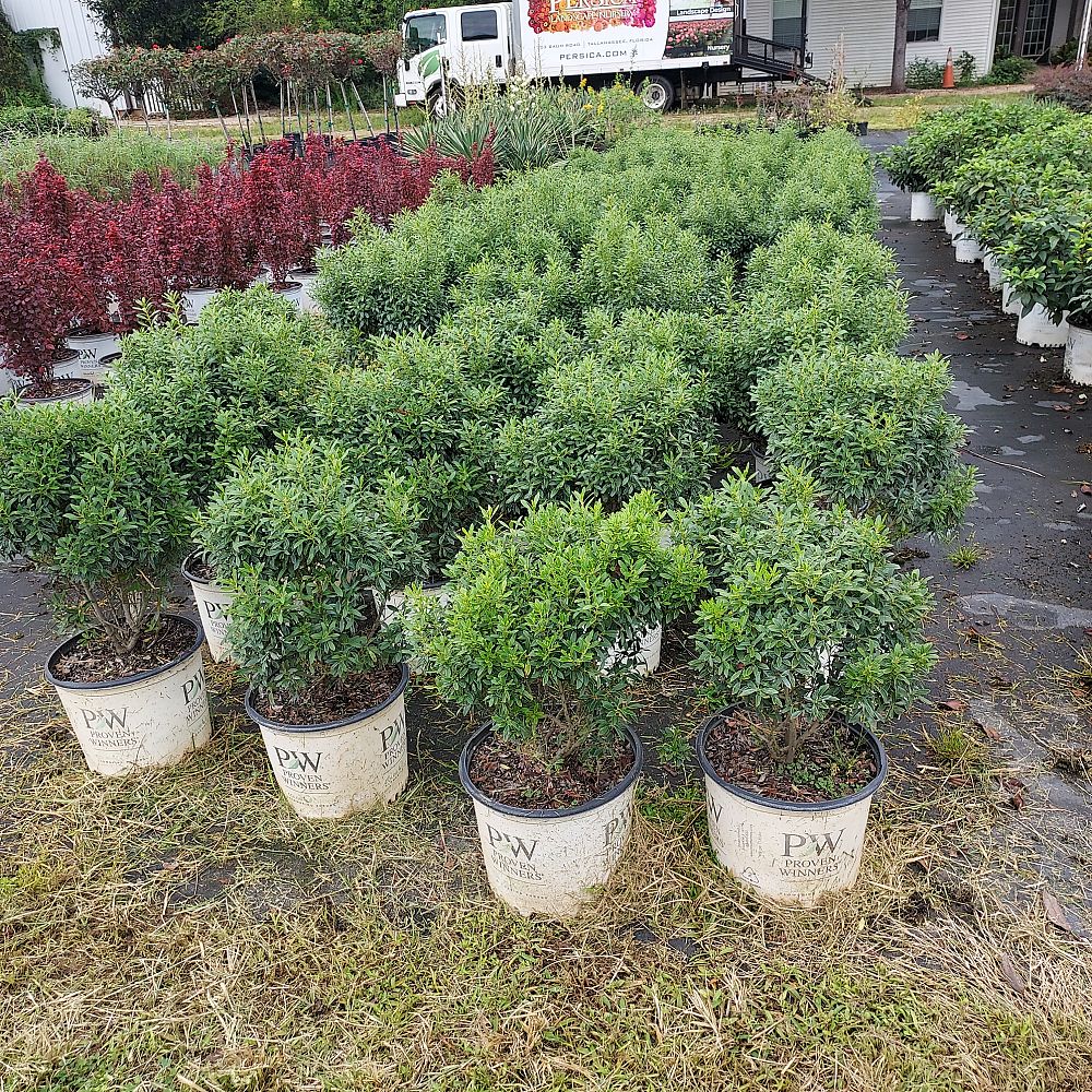 ilex-glabra-smnigab17-gem-box-reg-inkberry-holly
