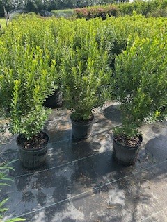 ilex-glabra-smnigab17-gem-box-reg-inkberry-holly