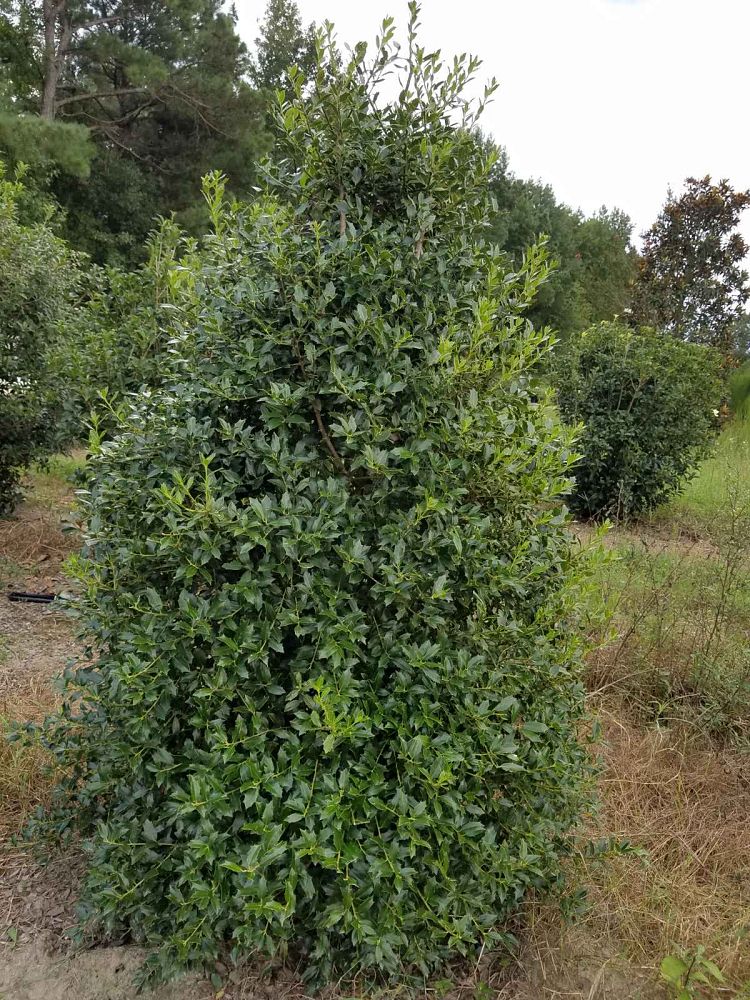 ilex-hl10-90-christmas-jewel-holly
