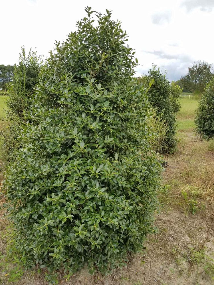 ilex-hl10-90-christmas-jewel-holly