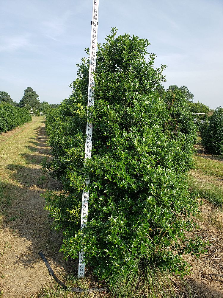 ilex-hl10-90-christmas-jewel-holly