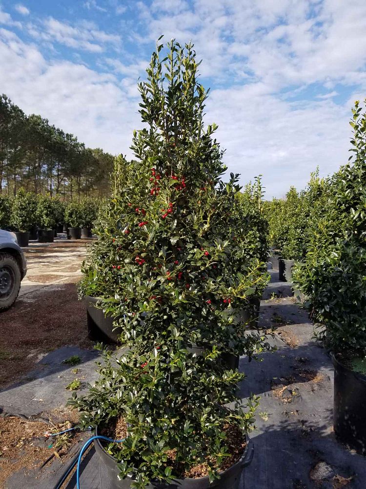 ilex-hl10-90-christmas-jewel-holly