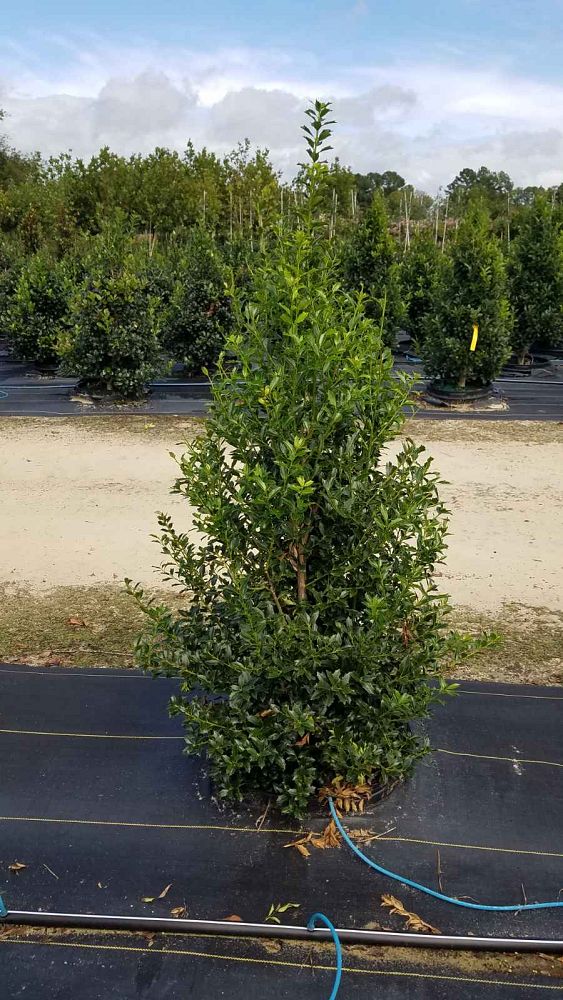 ilex-hl10-90-christmas-jewel-holly