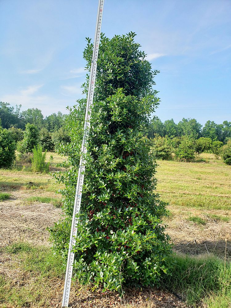 ilex-hl10-90-christmas-jewel-holly