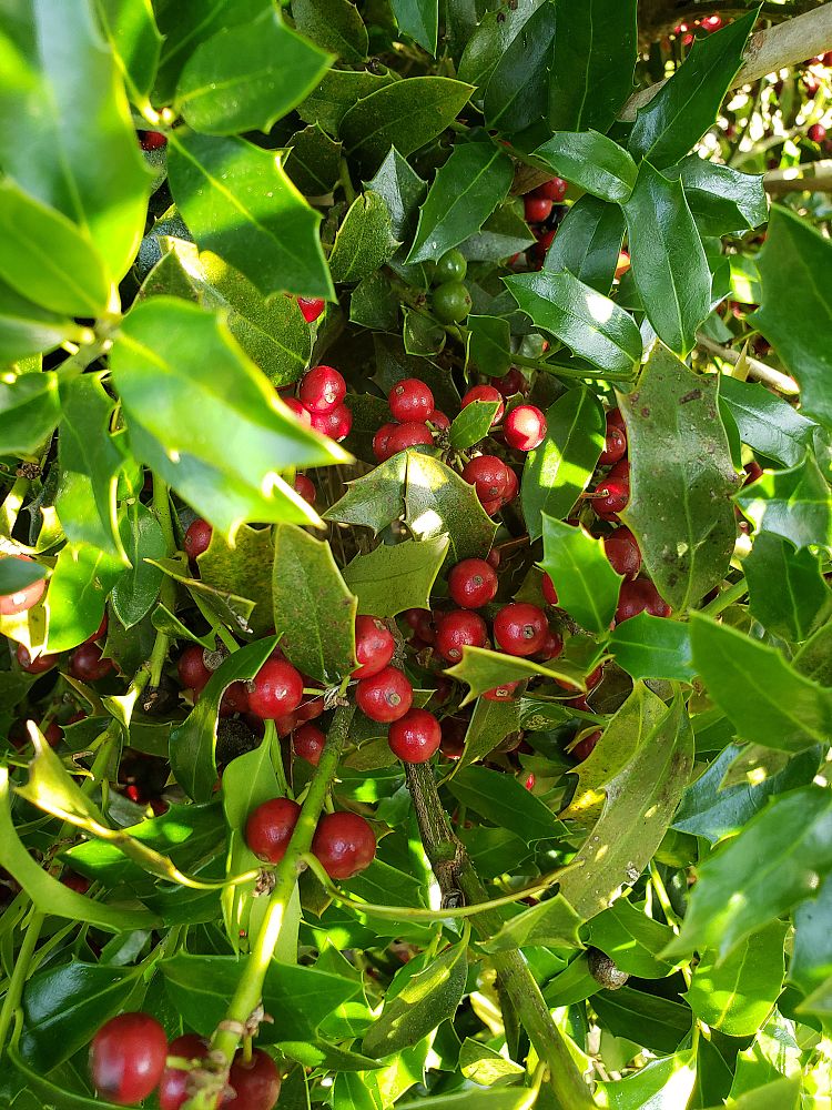 ilex-hl10-90-christmas-jewel-holly