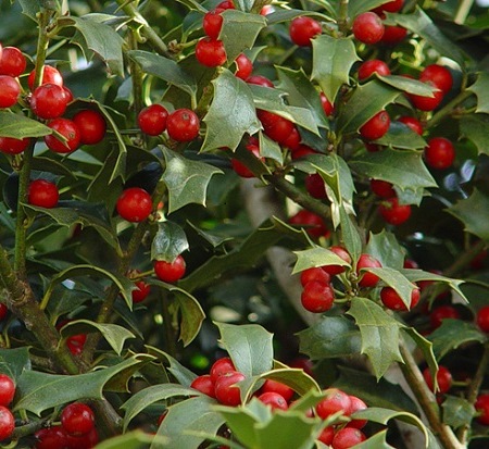 ilex-hl10-90-christmas-jewel-holly