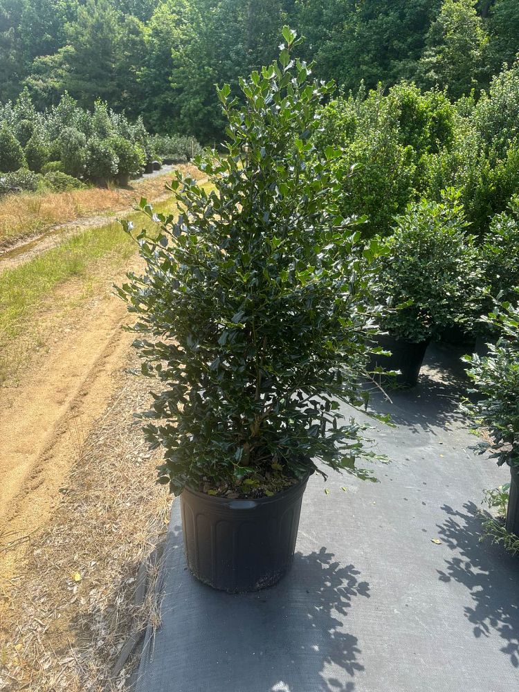 ilex-hl10-90-christmas-jewel-holly