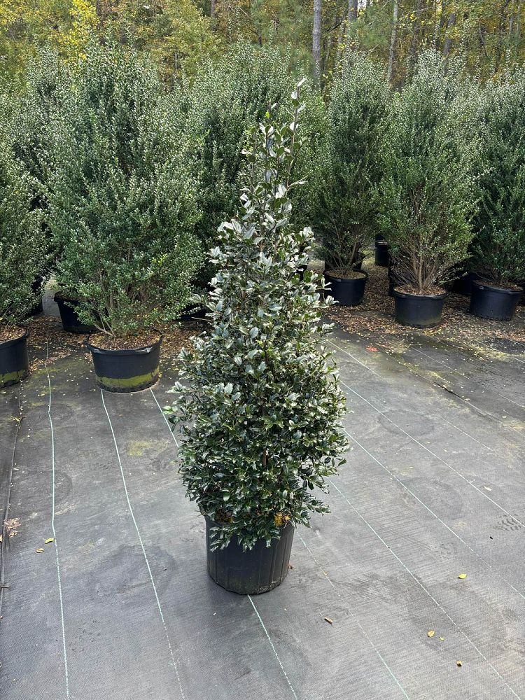 ilex-hl10-90-christmas-jewel-holly