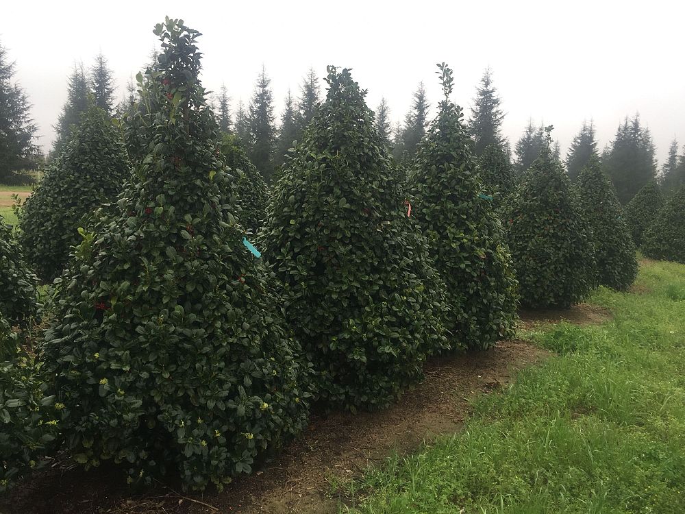 ilex-homefire-holly