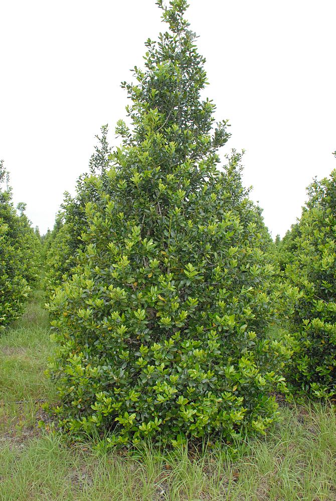 Boggy Creek Tree Farms Plantant Com