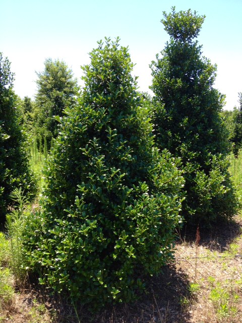 ilex-hybrid-conaf-oak-leaf-trade-holly-oakleaf-red-holly