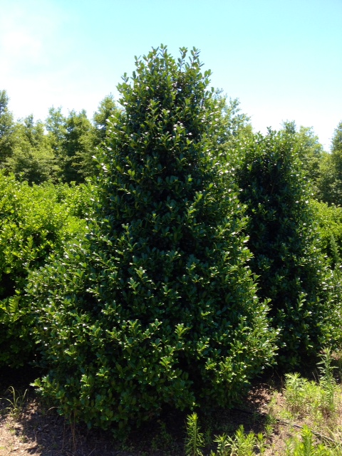 ilex-hybrid-conaf-oak-leaf-trade-holly-oakleaf-red-holly