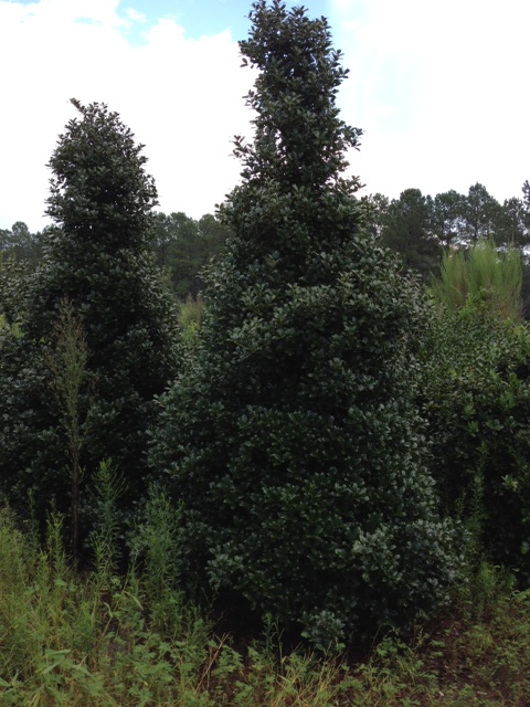 ilex-hybrid-conaf-oak-leaf-trade-holly-oakleaf-red-holly
