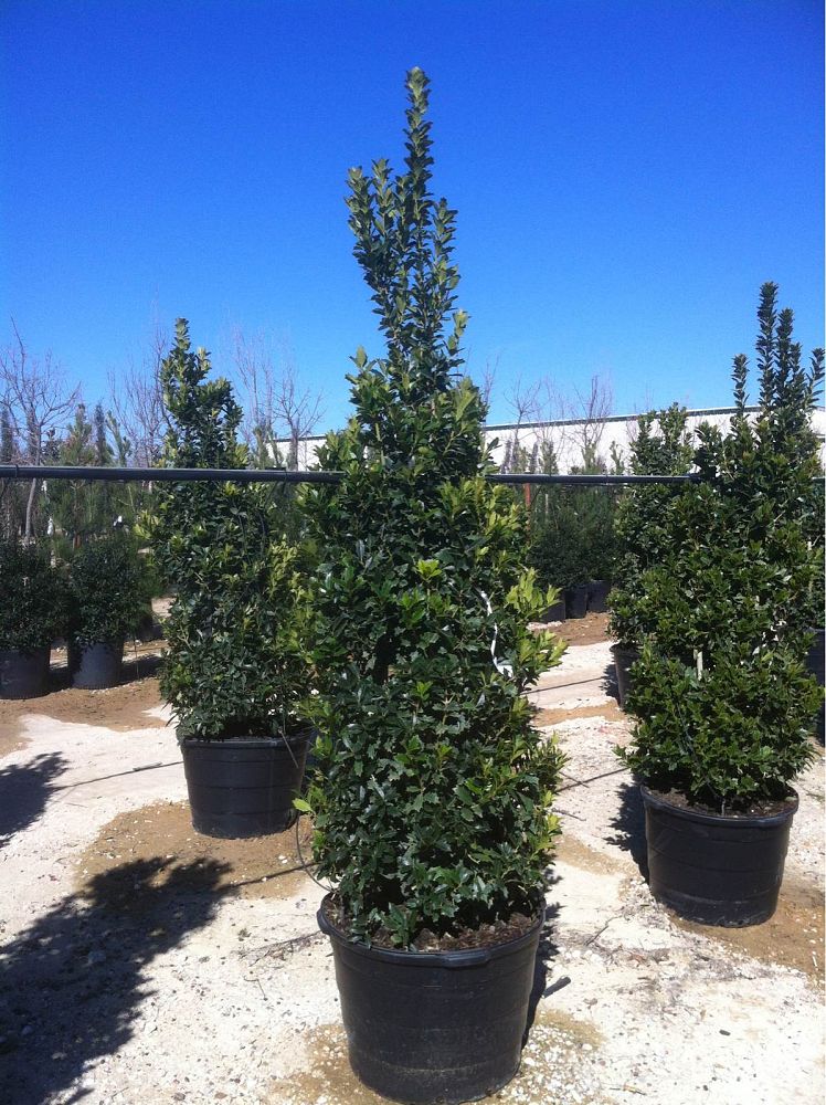 ilex-hybrid-conaf-oak-leaf-trade-holly-oakleaf-red-holly