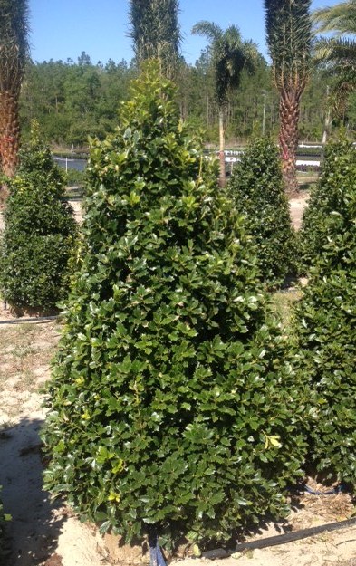 ilex-hybrid-conaf-oak-leaf-trade-holly-oakleaf-red-holly