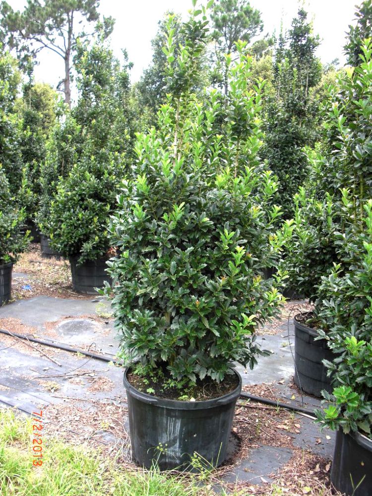 ilex-hybrid-conaf-oak-leaf-trade-holly-oakleaf-red-holly
