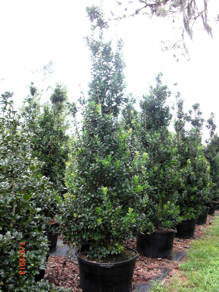 ilex-hybrid-conaf-oak-leaf-trade-holly-oakleaf-red-holly