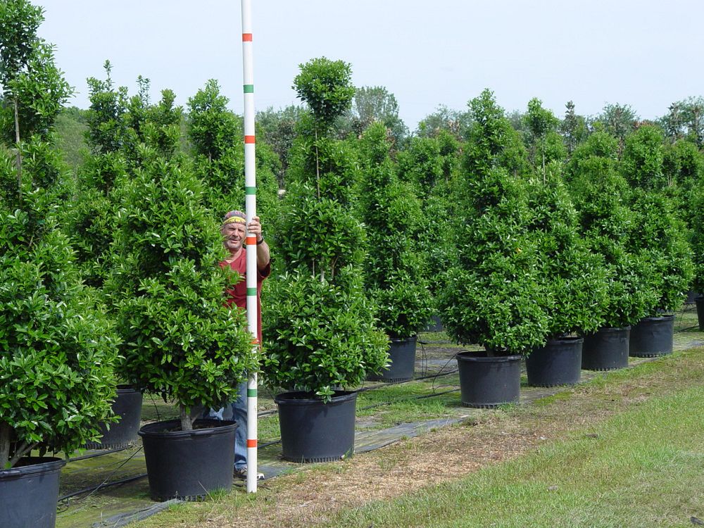 ilex-hybrid-conaf-oak-leaf-trade-holly-oakleaf-red-holly