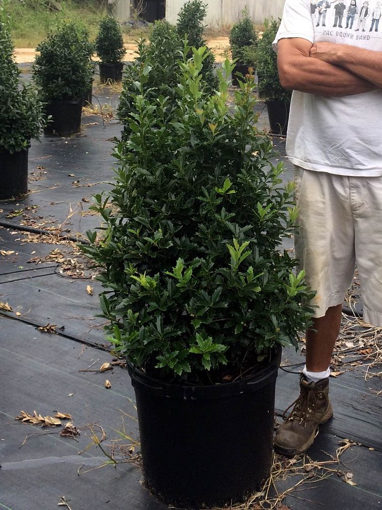 ilex-hybrid-conaf-oak-leaf-trade-holly-oakleaf-red-holly