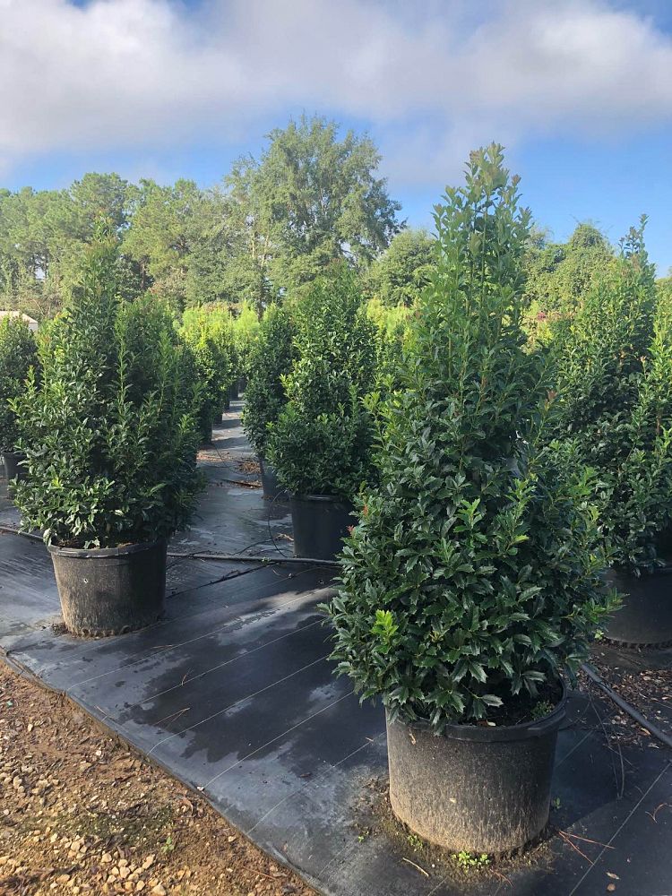 ilex-hybrid-conaf-oak-leaf-trade-holly-oakleaf-red-holly