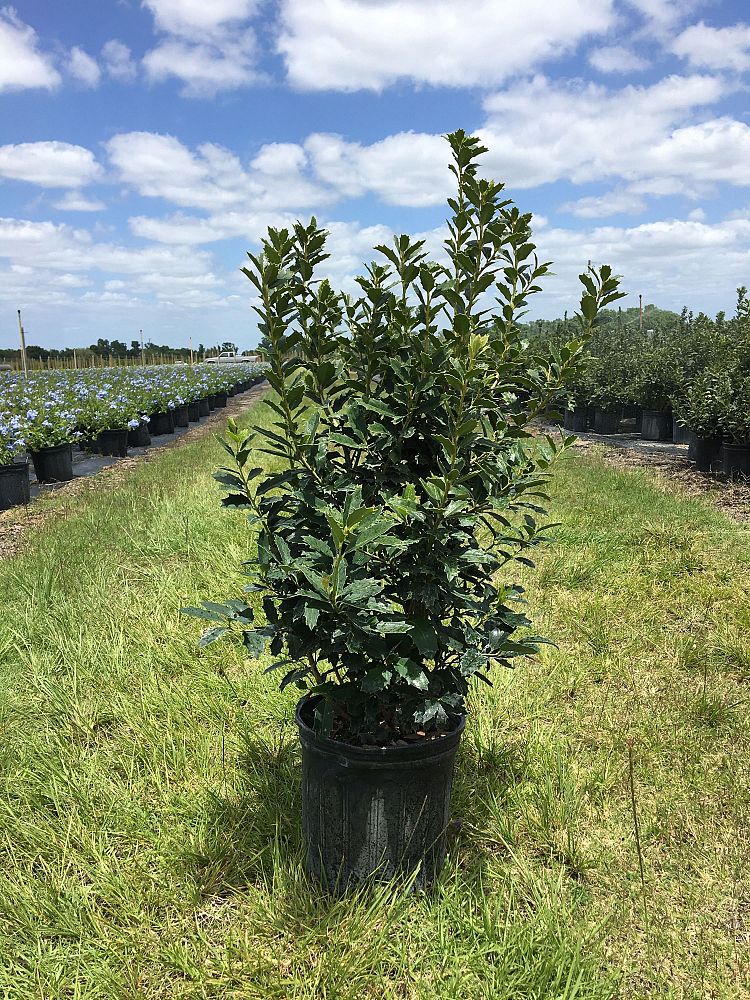 ilex-hybrid-conaf-oak-leaf-trade-holly-oakleaf-red-holly