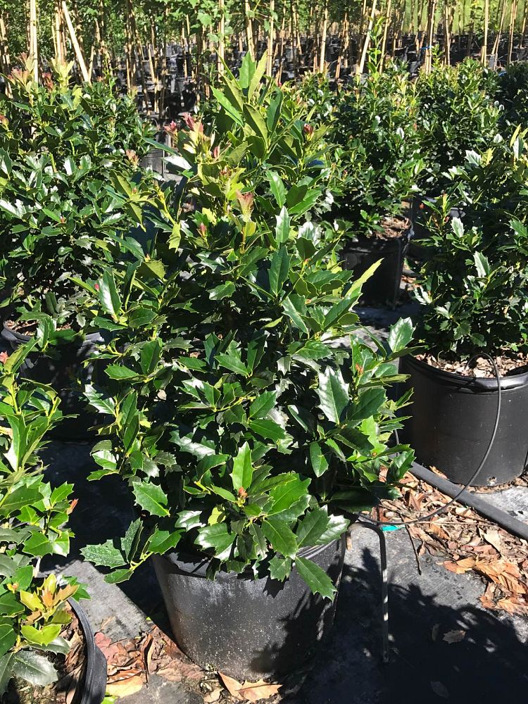 ilex-hybrid-conaf-oak-leaf-trade-holly-oakleaf-red-holly