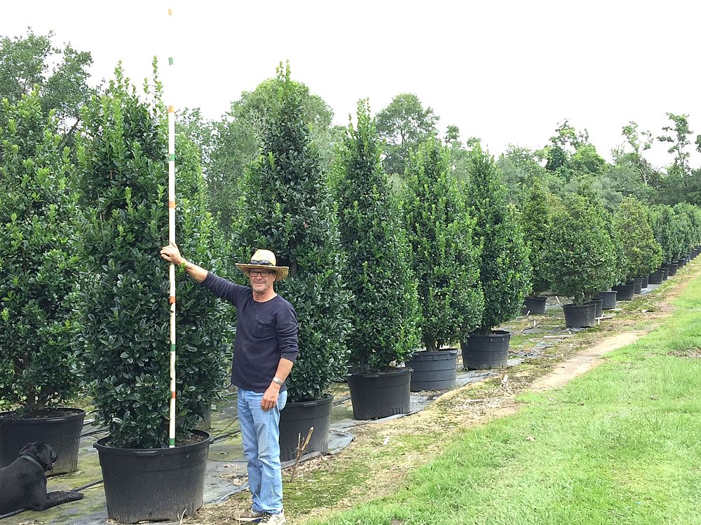 ilex-hybrid-conaf-oak-leaf-trade-holly-oakleaf-red-holly