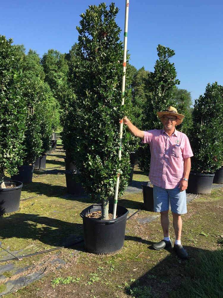 ilex-hybrid-conaf-oak-leaf-trade-holly-oakleaf-red-holly