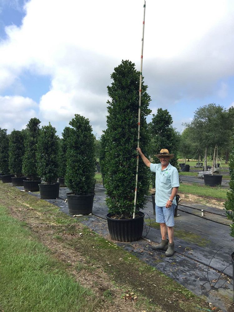 ilex-hybrid-conaf-oak-leaf-trade-holly-oakleaf-red-holly