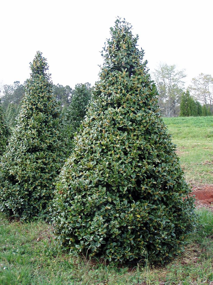 ilex-hybrid-conaf-oak-leaf-trade-holly-oakleaf-red-holly
