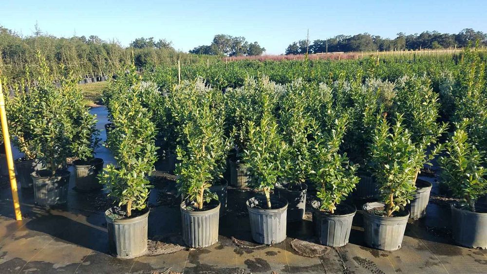 ilex-hybrid-conaf-oak-leaf-trade-holly-oakleaf-red-holly