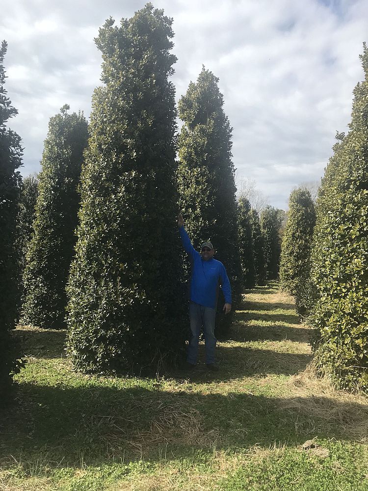 ilex-hybrid-conaf-oak-leaf-trade-holly-oakleaf-red-holly
