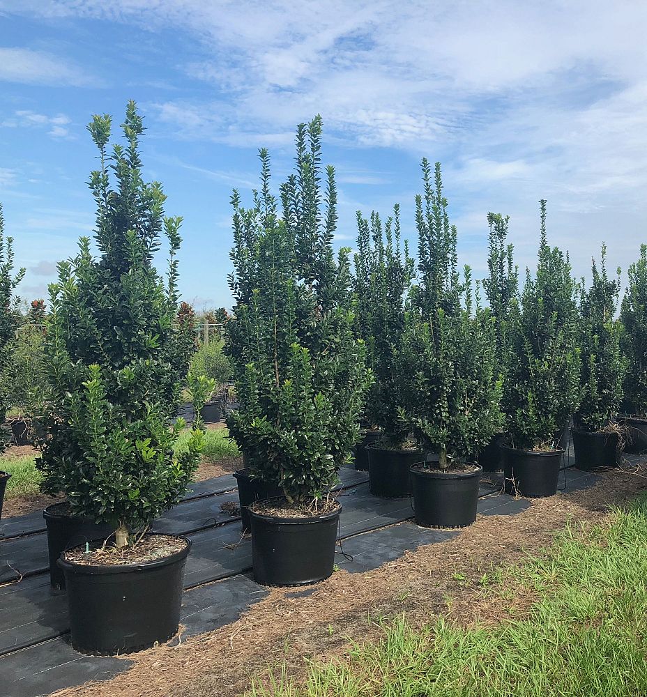 ilex-hybrid-conaf-oak-leaf-trade-holly-oakleaf-red-holly