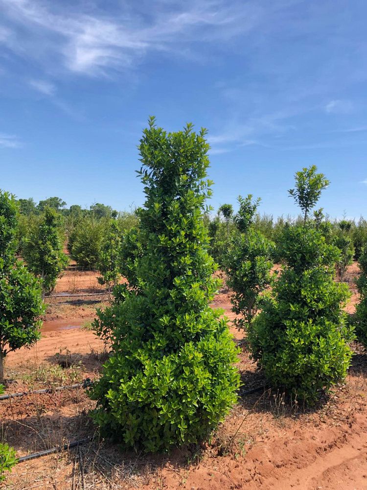 ilex-hybrid-conaf-oak-leaf-trade-holly-oakleaf-red-holly