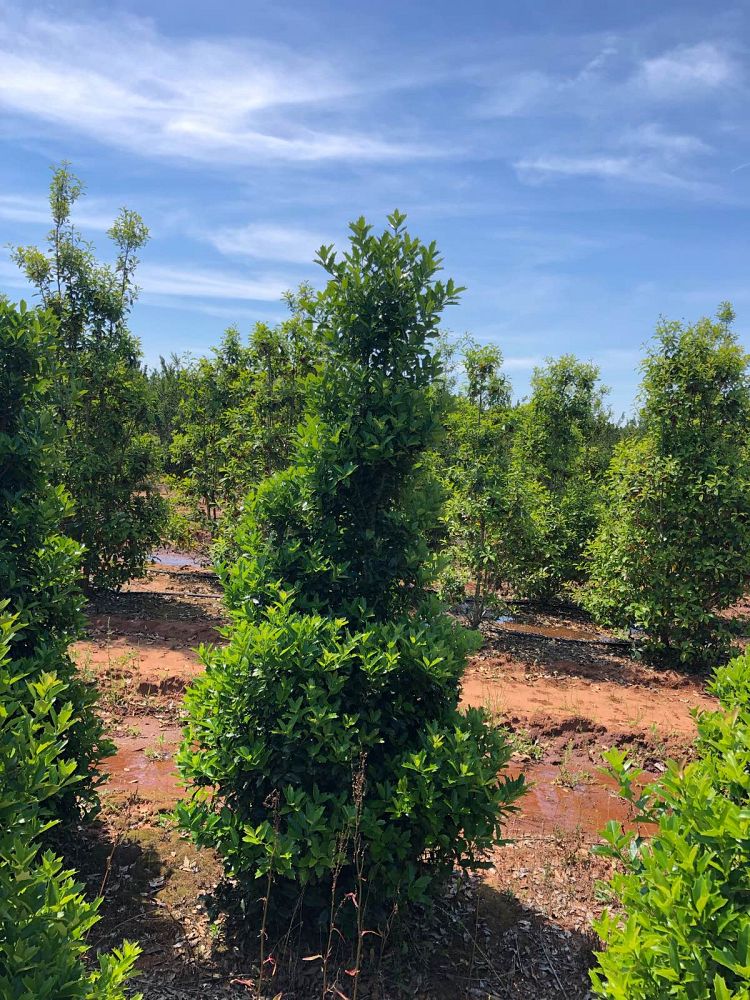 ilex-hybrid-conaf-oak-leaf-trade-holly-oakleaf-red-holly