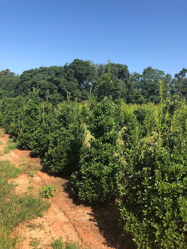 ilex-hybrid-conaf-oak-leaf-trade-holly-oakleaf-red-holly