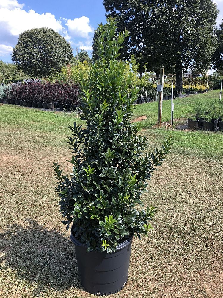ilex-hybrid-conaf-oak-leaf-trade-holly-oakleaf-red-holly