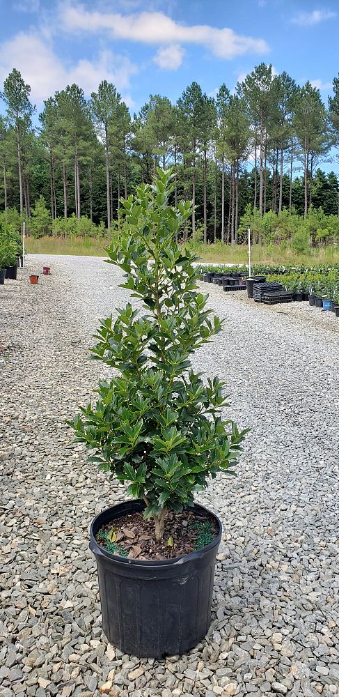 ilex-hybrid-conaf-oak-leaf-trade-holly-oakleaf-red-holly