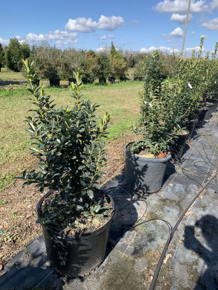 ilex-hybrid-conaf-oak-leaf-trade-holly-oakleaf-red-holly
