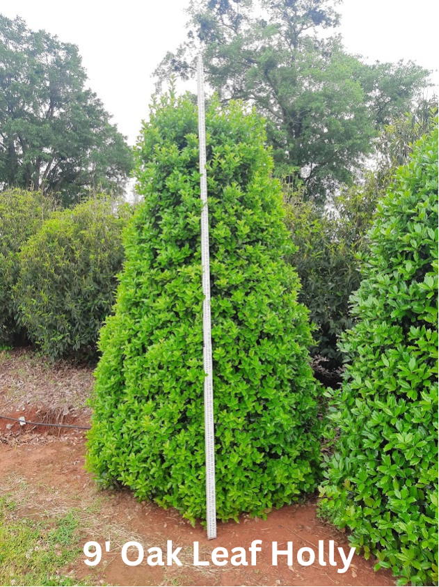 ilex-hybrid-conaf-oak-leaf-trade-holly-oakleaf-red-holly