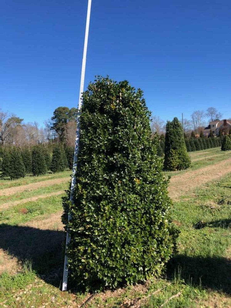 ilex-hybrid-conaf-oak-leaf-trade-holly-oakleaf-red-holly