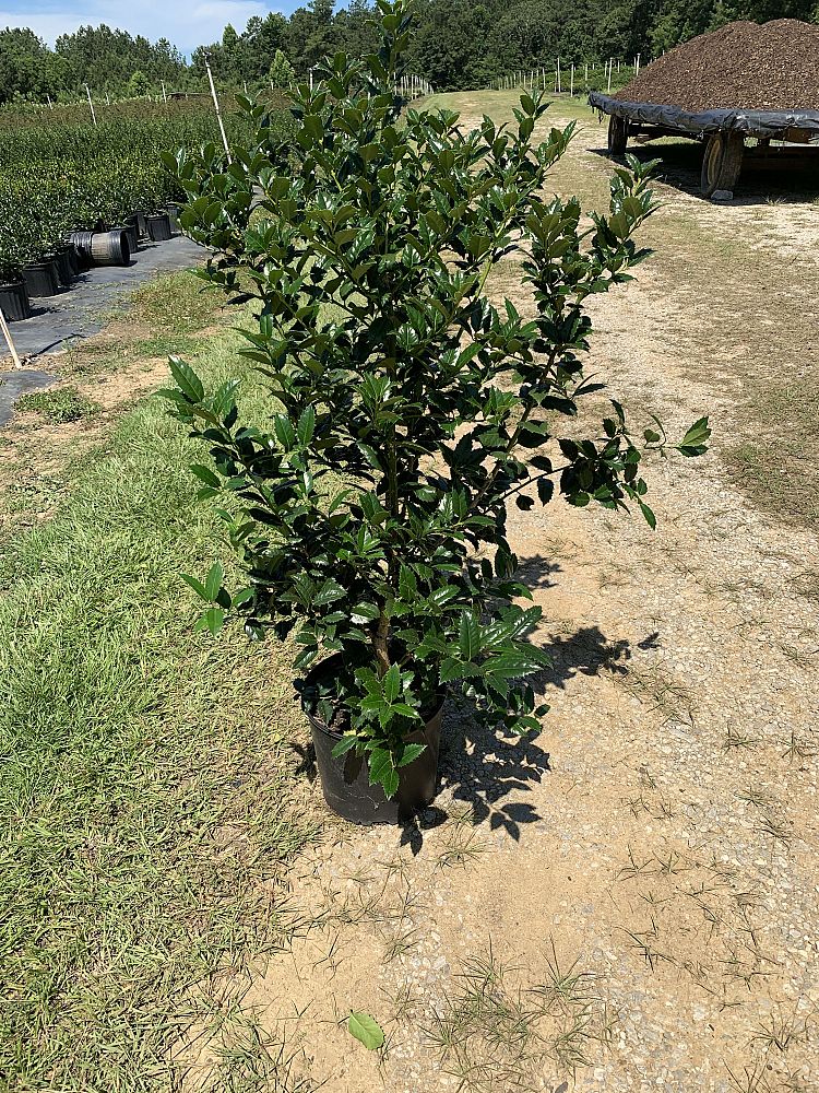 ilex-hybrid-conaf-oak-leaf-trade-holly-oakleaf-red-holly