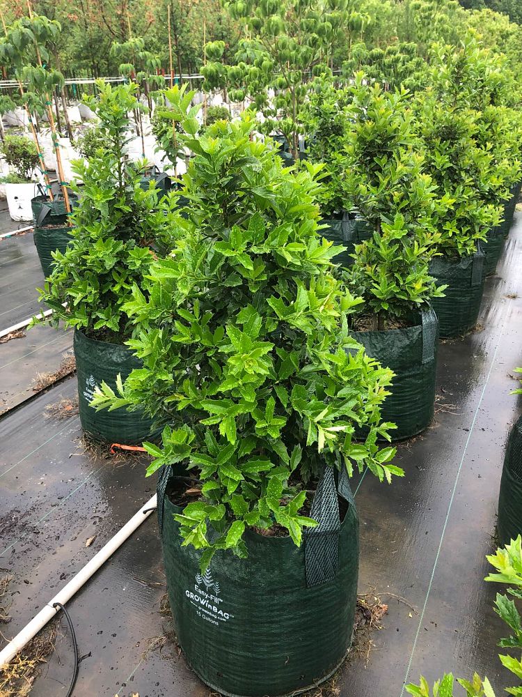 ilex-hybrid-conaf-oak-leaf-trade-holly-oakleaf-red-holly