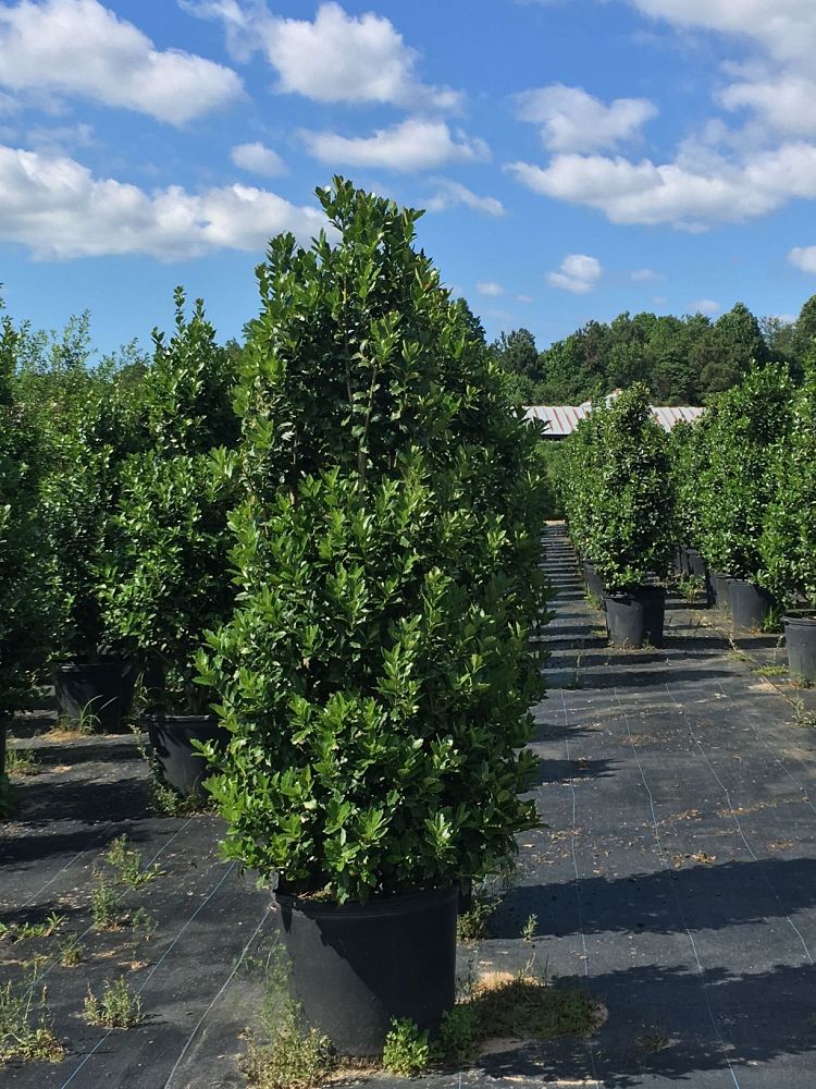ilex-hybrid-conaf-oak-leaf-trade-holly-oakleaf-red-holly