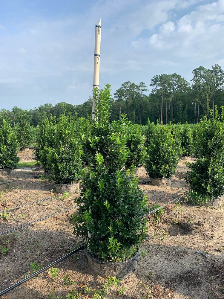 ilex-hybrid-conaf-oak-leaf-trade-holly-oakleaf-red-holly