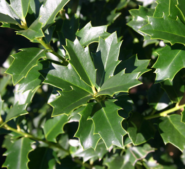 ilex-hybrid-conaf-oak-leaf-trade-holly-oakleaf-red-holly