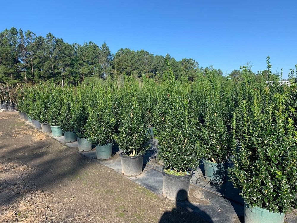 ilex-hybrid-conaf-oak-leaf-trade-holly-oakleaf-red-holly