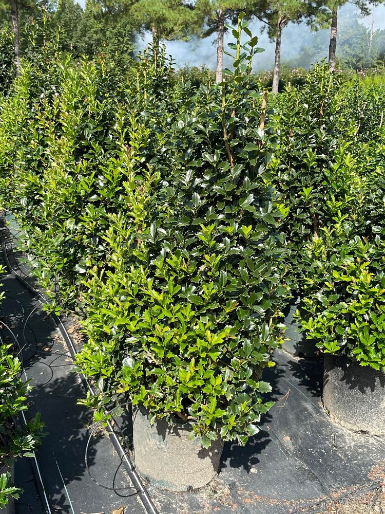 ilex-hybrid-conaf-oak-leaf-trade-holly-oakleaf-red-holly