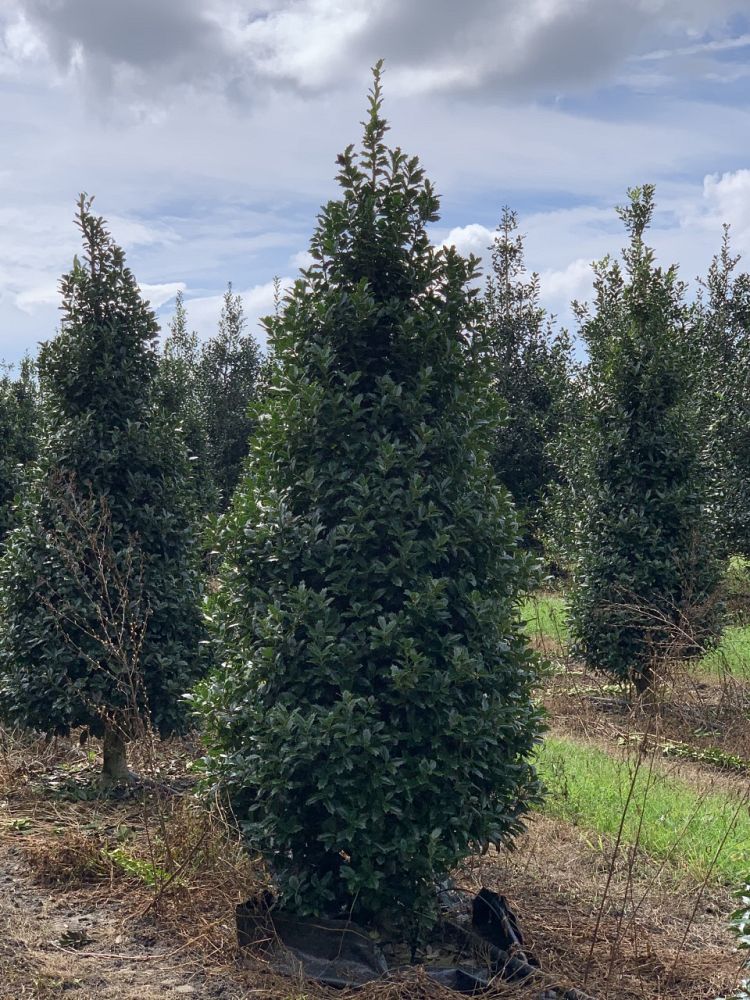 ilex-hybrid-conaf-oak-leaf-trade-holly-oakleaf-red-holly