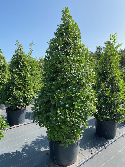 ilex-hybrid-conaf-oak-leaf-trade-holly-oakleaf-red-holly